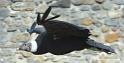 condor_2819