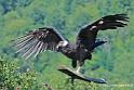 condor_2821
