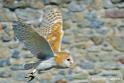 effraie_2784