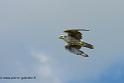 faucon_0621