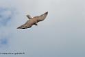 faucon_0629