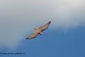 faucon_0645