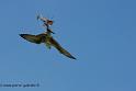 faucon_0659