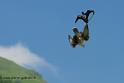 faucon_0660