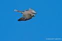 faucon_2692