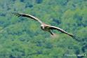 vautour_2589