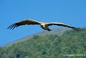 vautour_2590