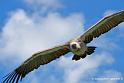 vautour_2591