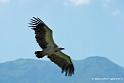 vautour_2593