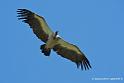 vautour_2604