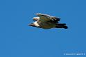vautour_2815