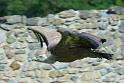 vautour_2829