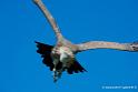 vautour_2830