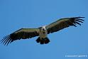 vautour_2835