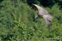 vautour_4837