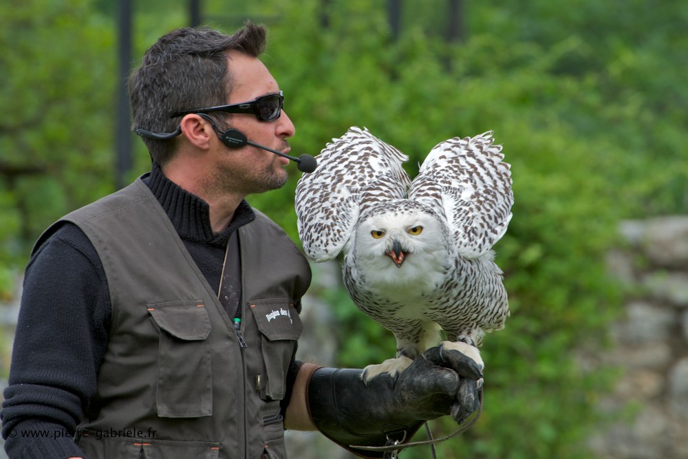 harfang_7988.jpg