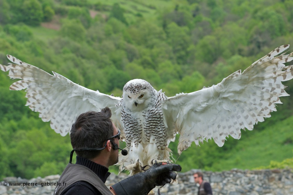 harfang_7991.jpg
