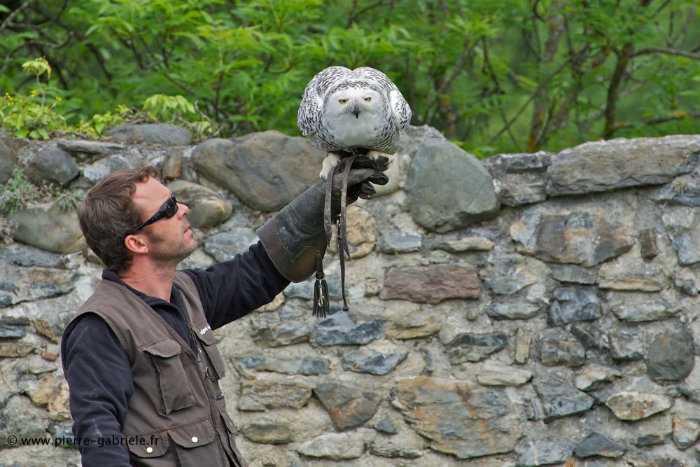 harfang_7993.jpg