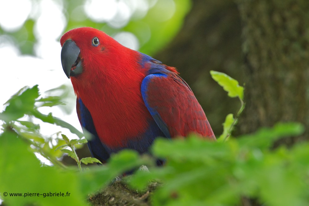 eclectus_8076.jpg