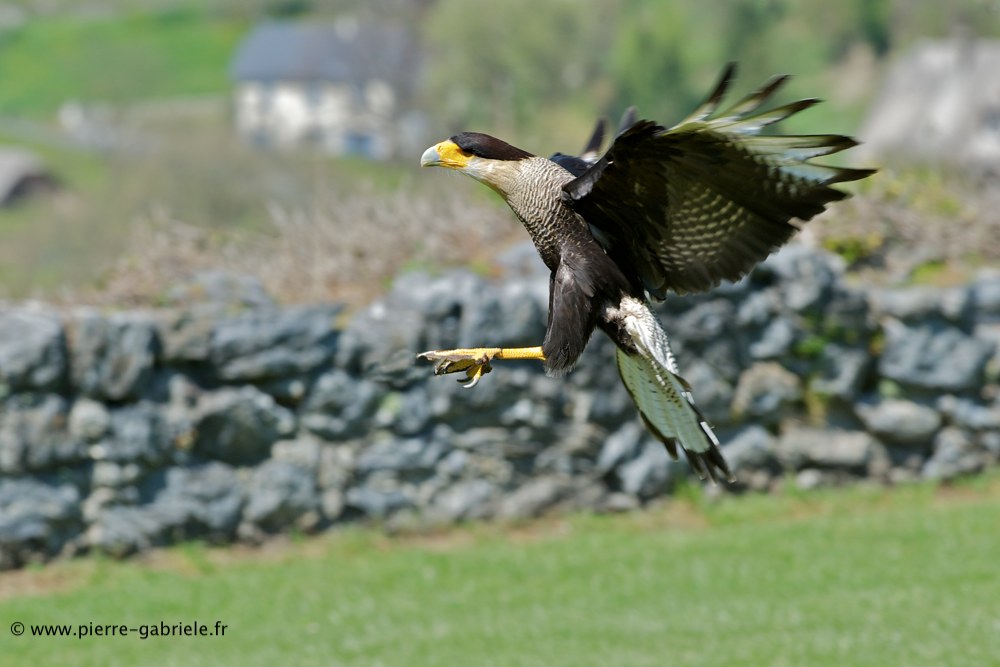 caracara_6160.jpg