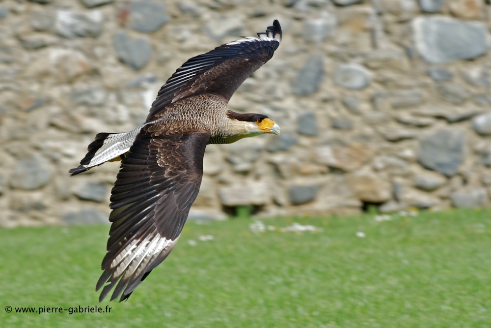 caracara_6168.jpg