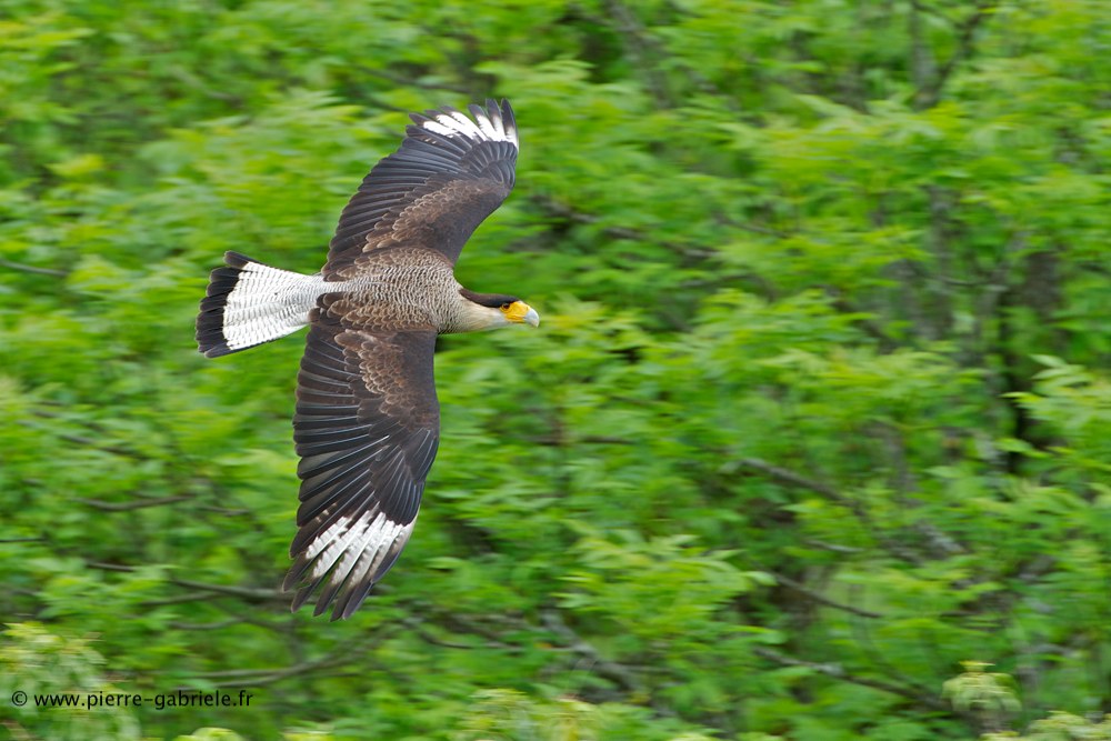 caracara_7942.jpg