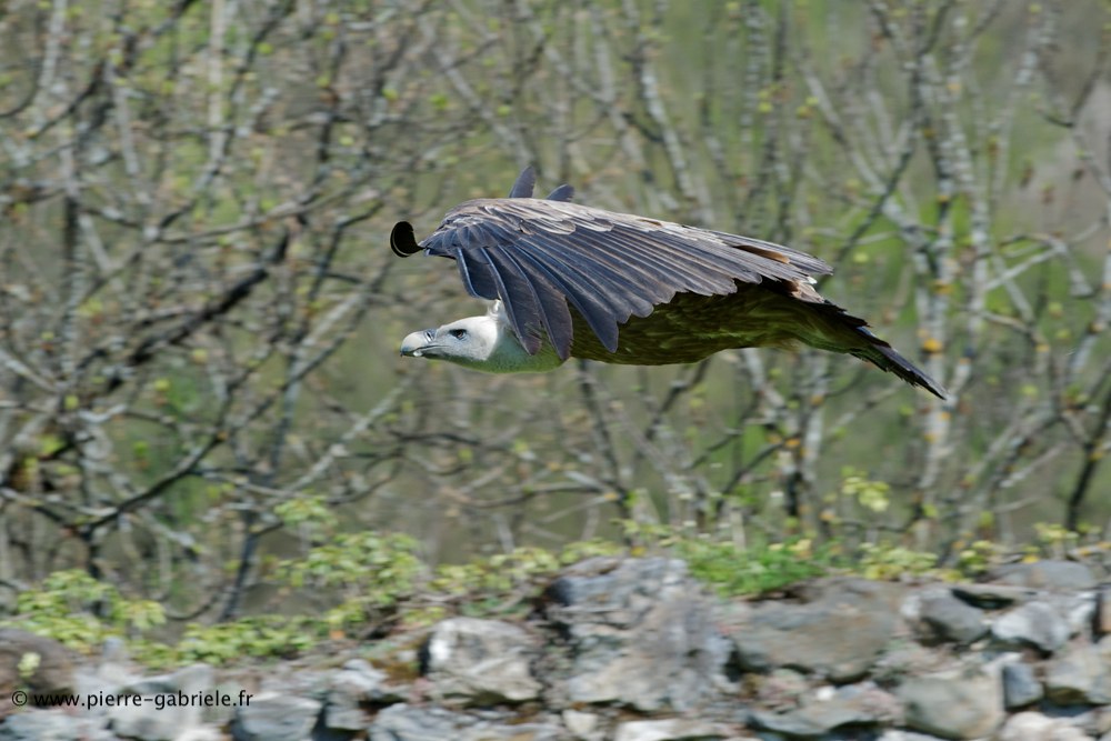 vautour_6214.jpg