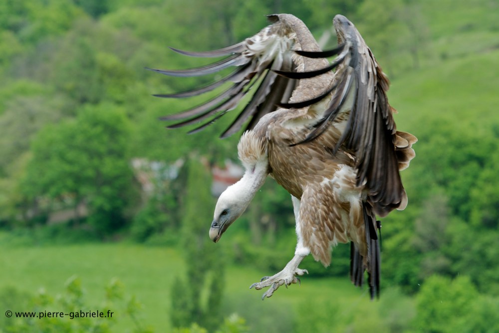 vautour_8032.jpg