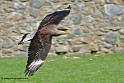 caracara_6168