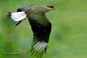 caracara_7931