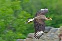 caracara_7934