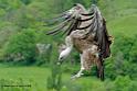 vautour_8032