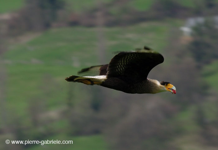 caracara.jpg