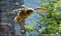 grandduc_0157