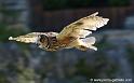 hibou_0120