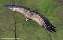 vautour_7912