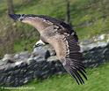 vautour_7919