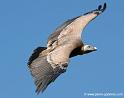 vautour_7946