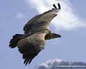 vautour_7948