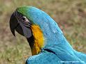 arableu_2544