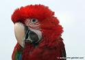 ararouge_0205