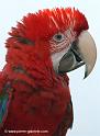 ararouge_0206