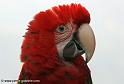 ararouge_0207