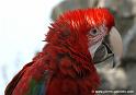 ararouge_0208