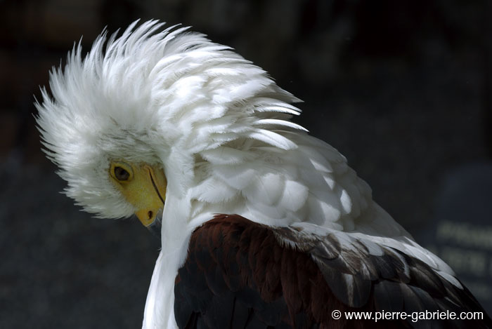aigle_7515.jpg