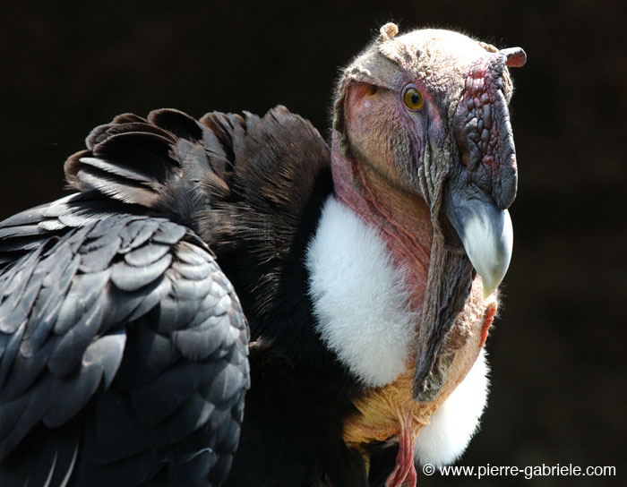 condor_0221.jpg