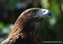 aigle_7482