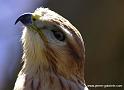 feroce_7675
