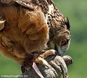 grandduc_0133