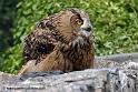 grandduc_0356